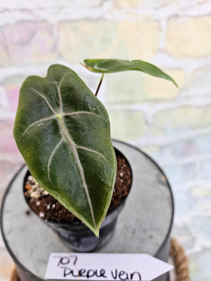 Alocasia Purple Vein (3in)-707