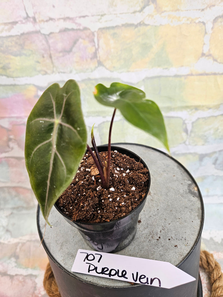 Alocasia Purple Vein (3in)-707