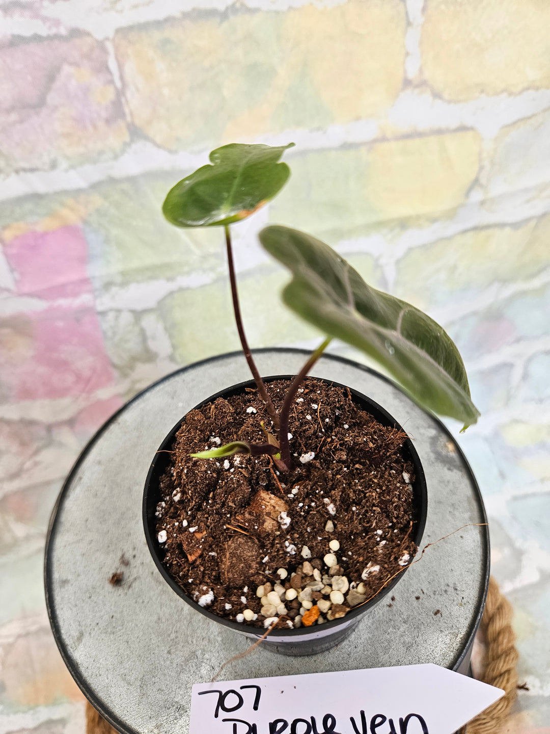 Alocasia Purple Vein (3in)-707