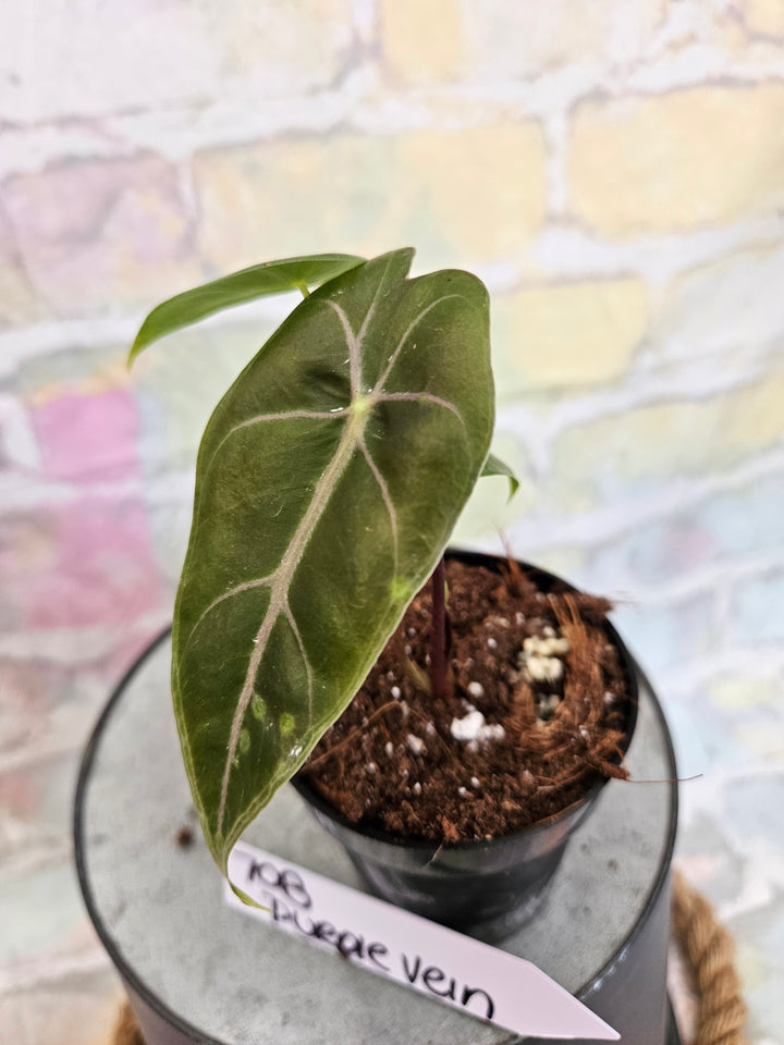 Alocasia Purple Vein (3in)-708