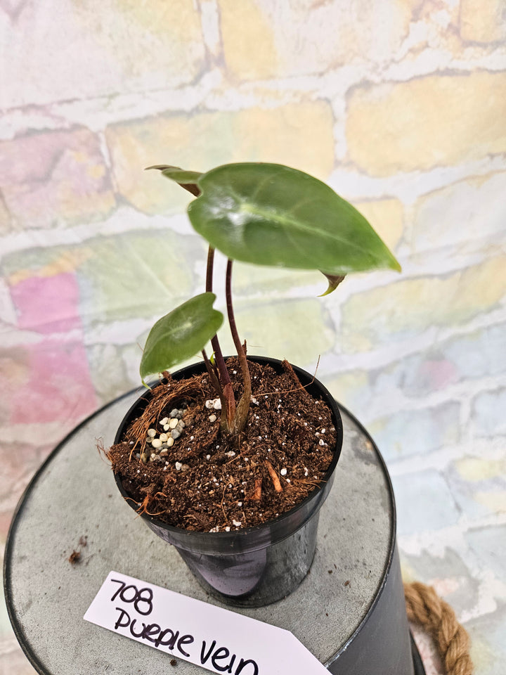 Alocasia Purple Vein (3in)-708