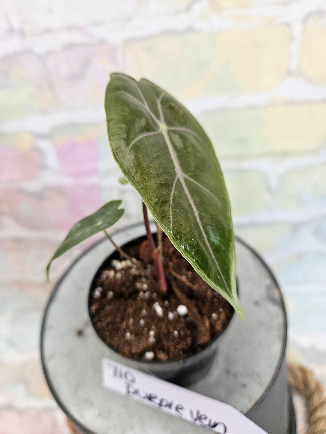 Alocasia Purple Vein (3in)-710