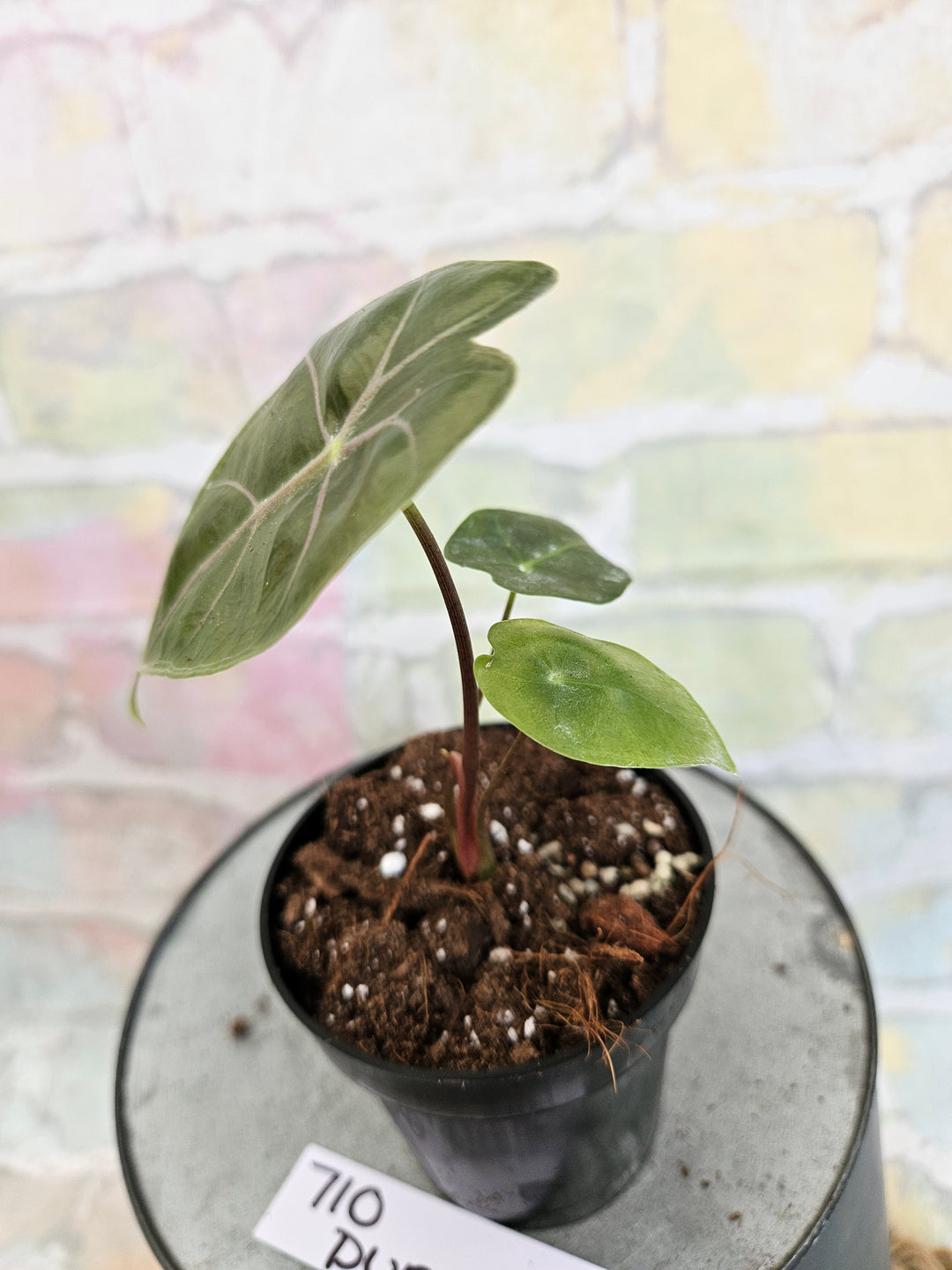 Alocasia Purple Vein (3in)-710