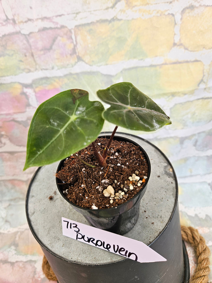 Alocasia Purple Vein (3in)-713