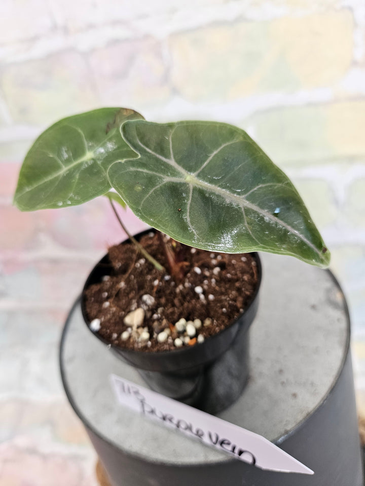 Alocasia Purple Vein (3in)-713