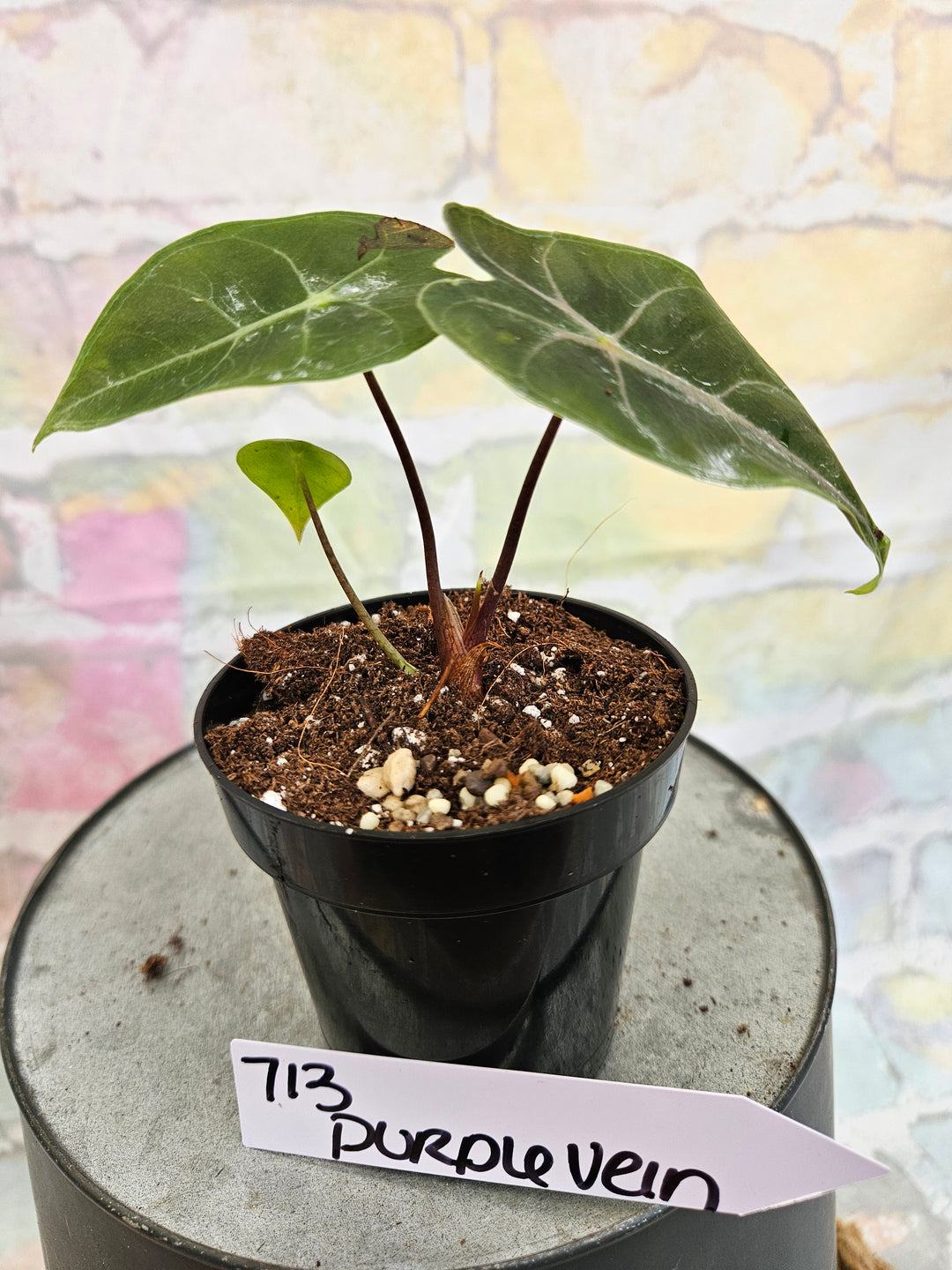Alocasia Purple Vein (3in)-713