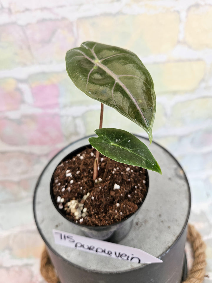 Alocasia Purple Vein (3in)-715