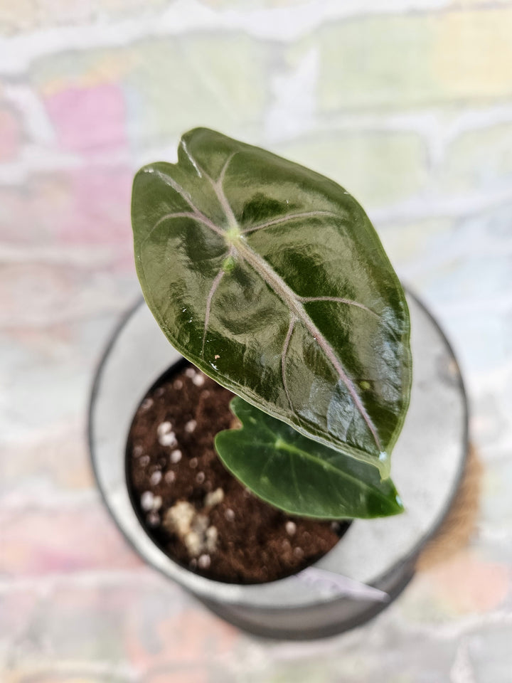 Alocasia Purple Vein (3in)-715