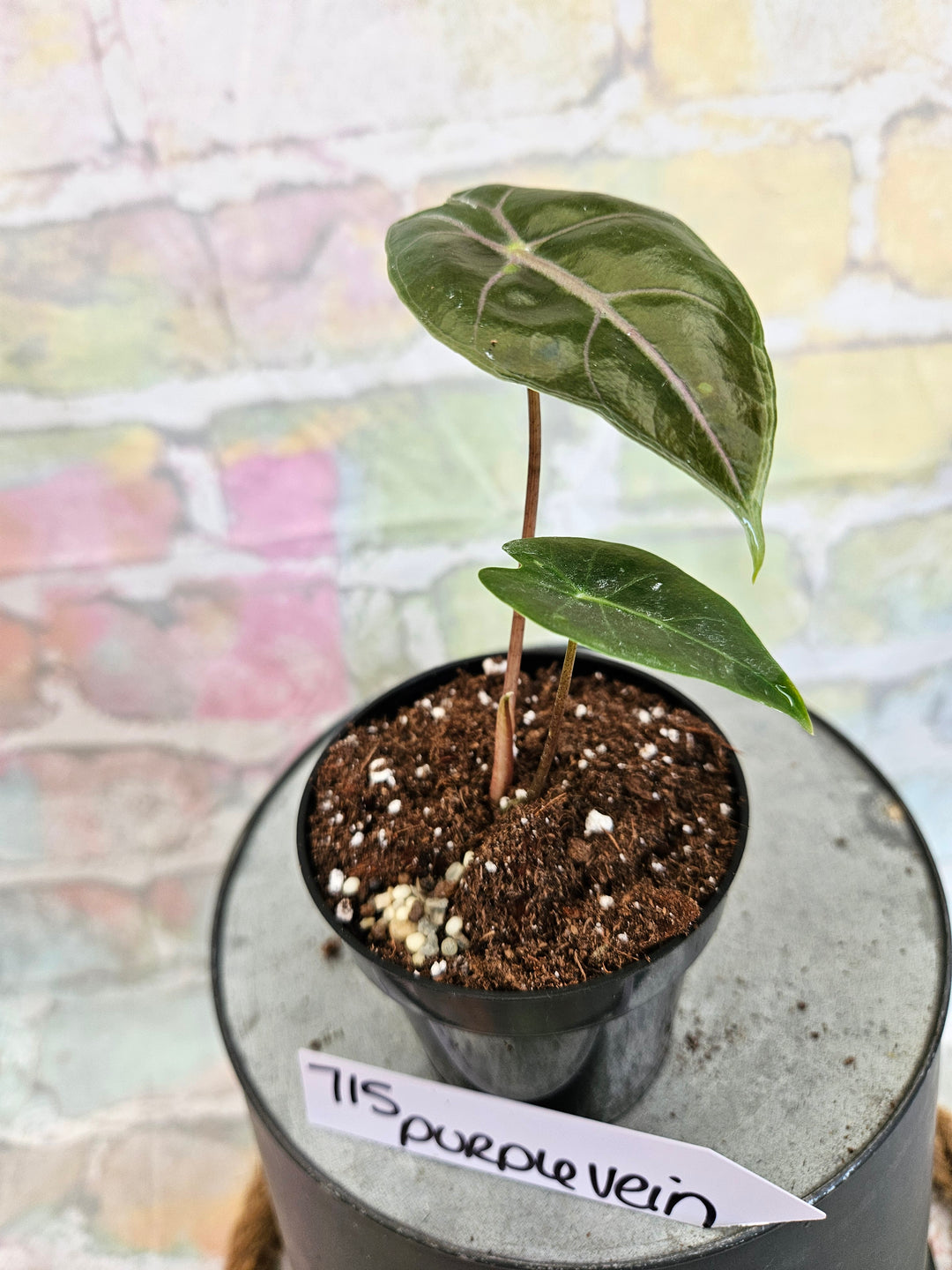 Alocasia Purple Vein (3in)-715