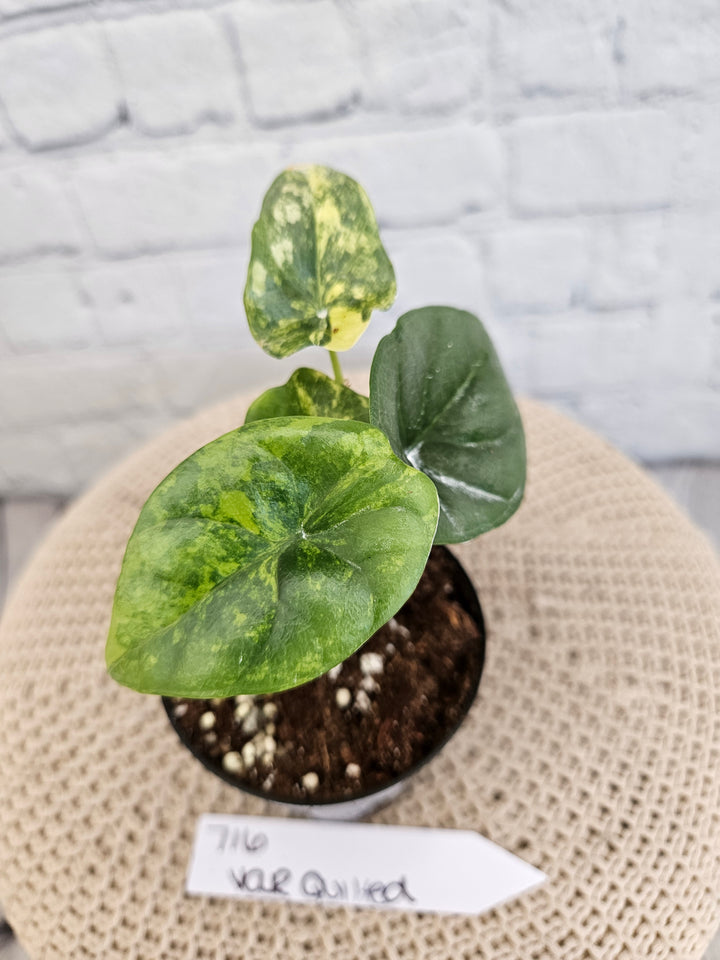 Alocasia Variegated Sinuata (3in)-716