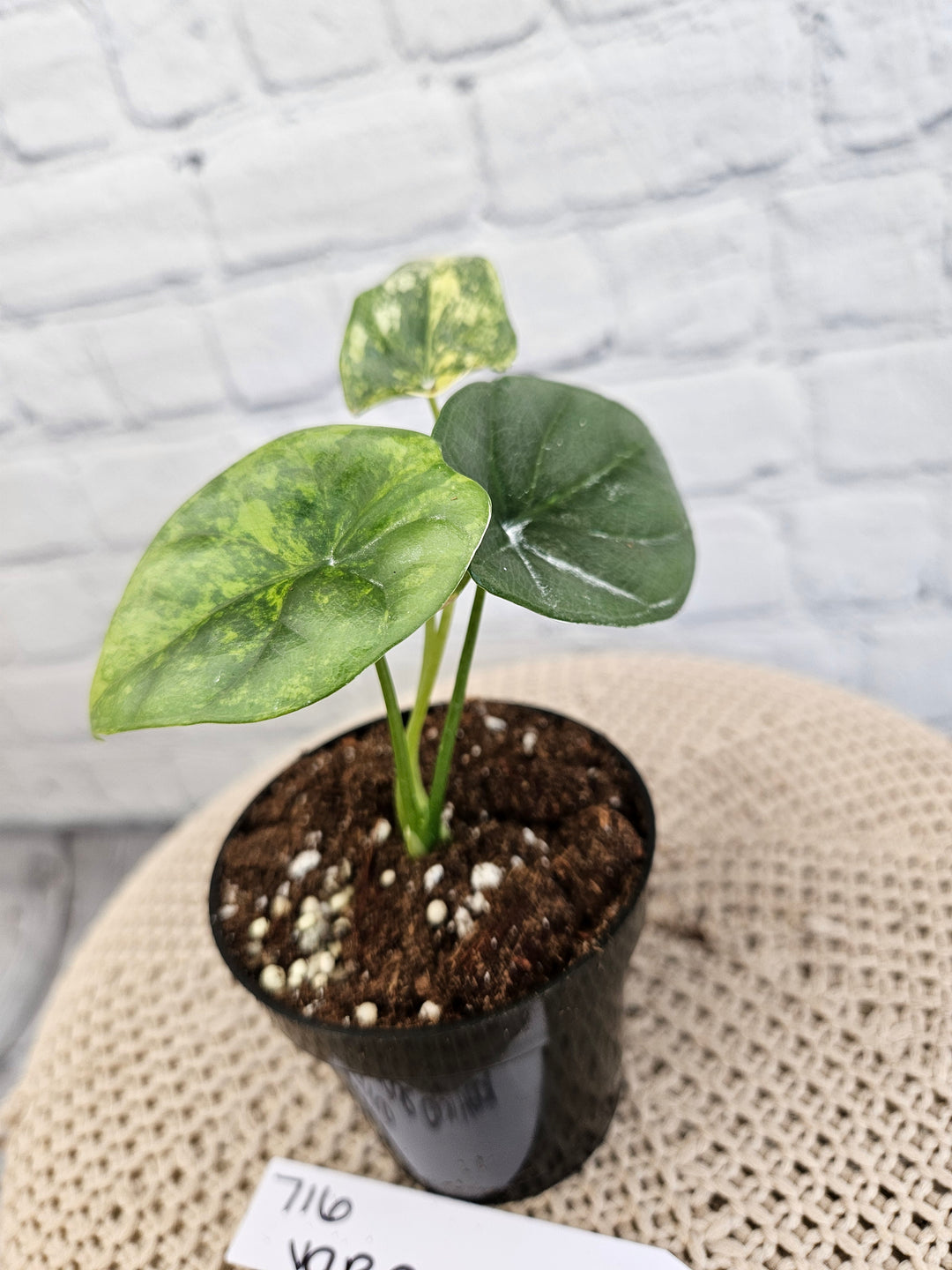 Alocasia Variegated Sinuata (3in)-716