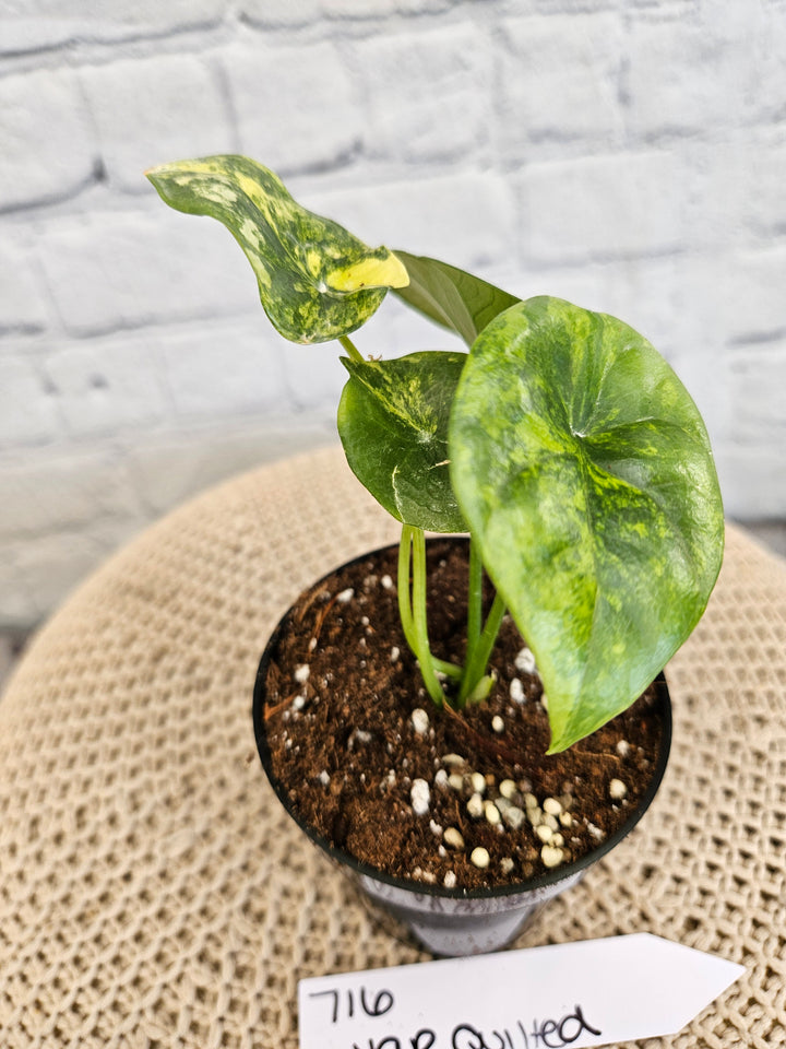Alocasia Variegated Sinuata (3in)-716