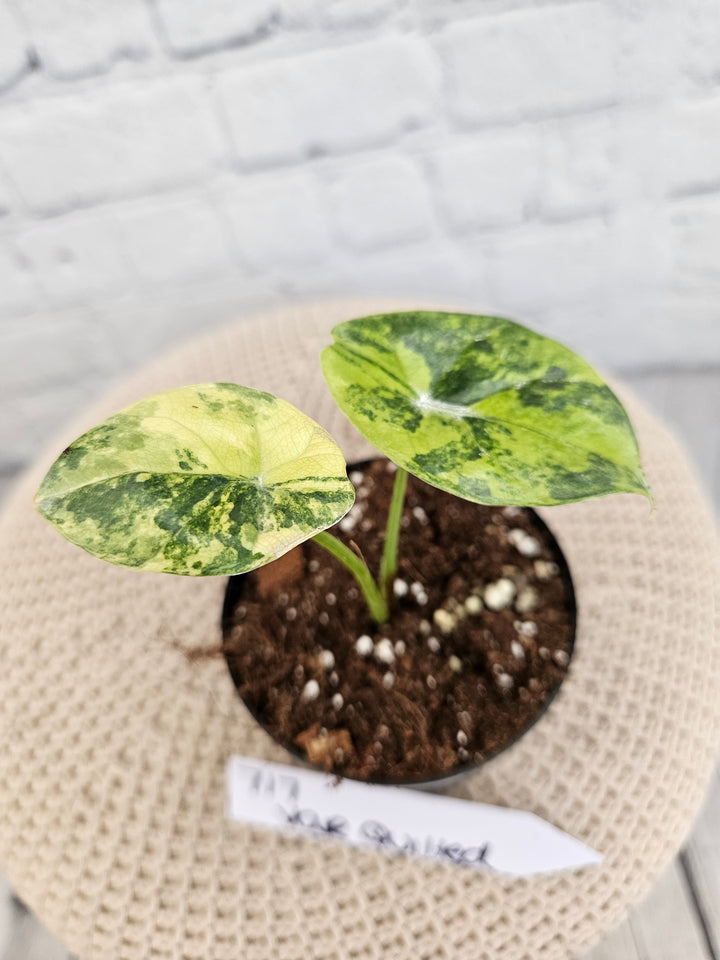 Alocasia Variegated Sinuata (3in)-717