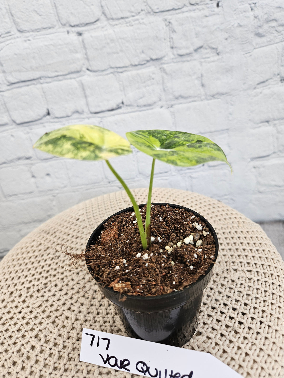 Alocasia Variegated Sinuata (3in)-717