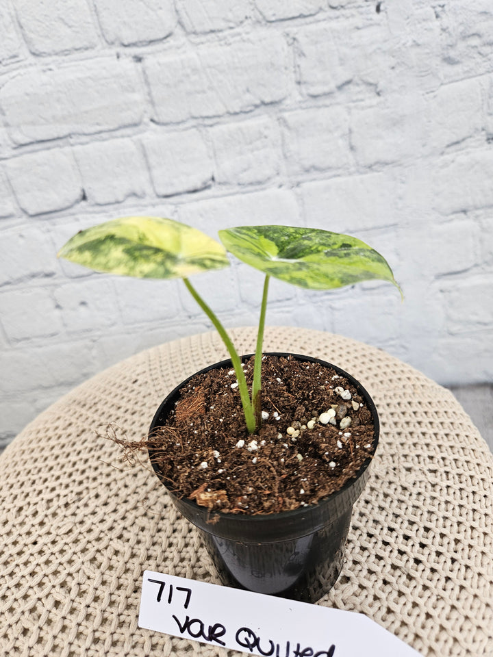 Alocasia Variegated Sinuata (3in)-717