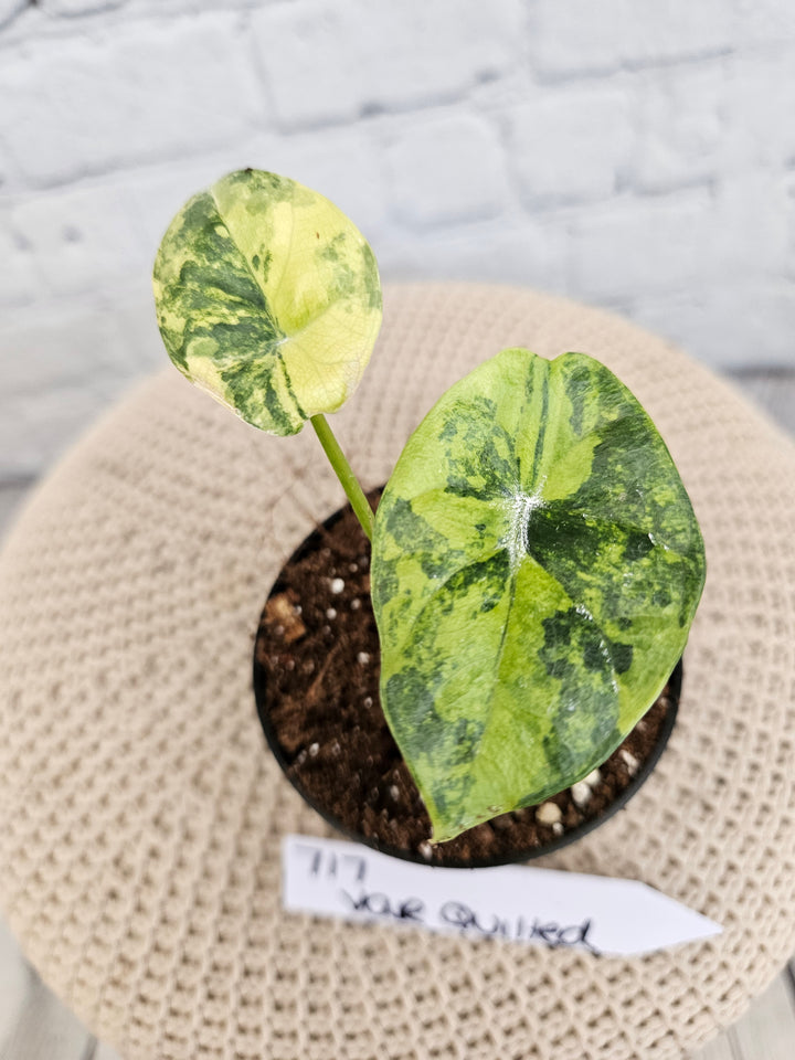 Alocasia Variegated Sinuata (3in)-717
