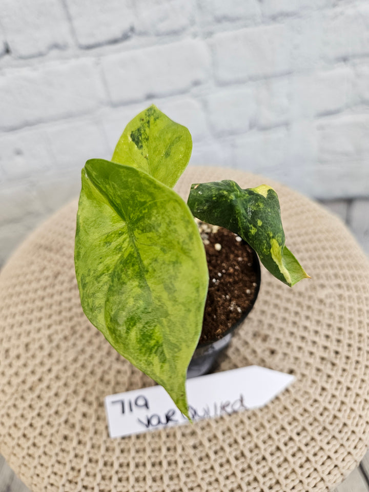 Alocasia Variegated Sinuata (3in)-719