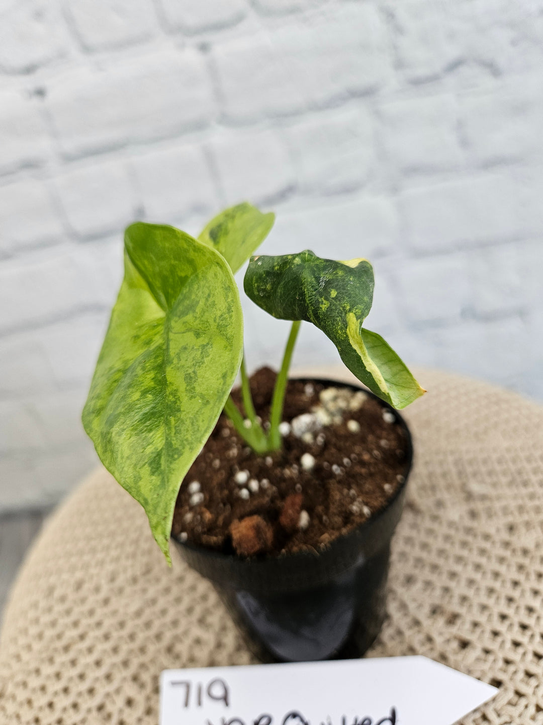 Alocasia Variegated Sinuata (3in)-719