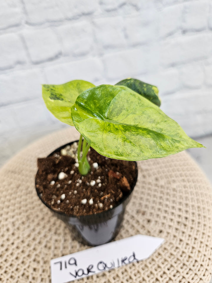 Alocasia Variegated Sinuata (3in)-719
