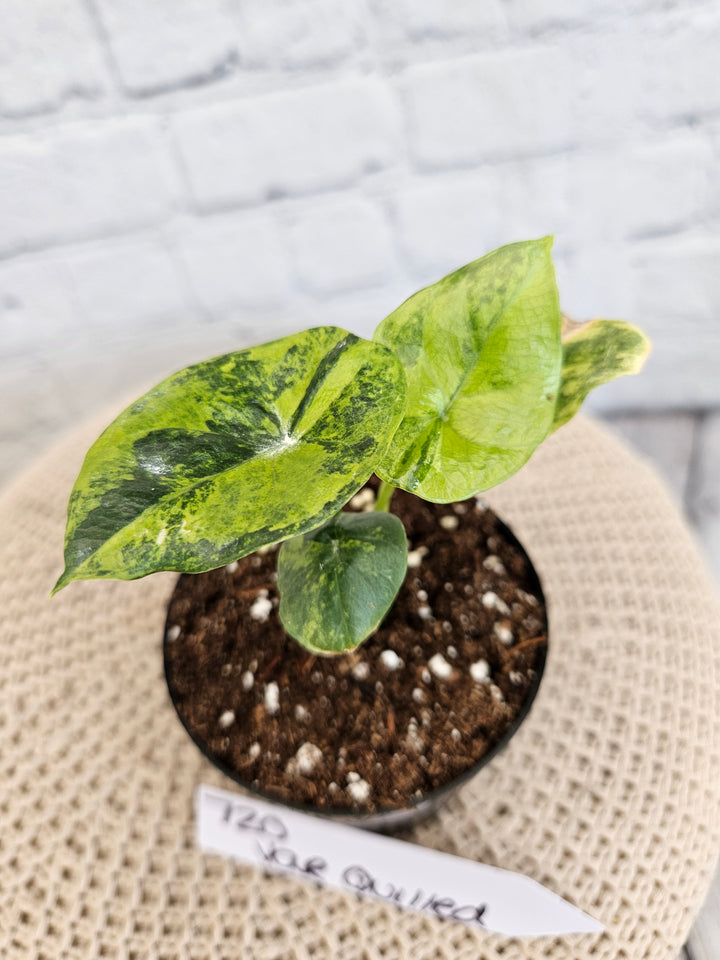 Alocasia Variegated Sinuata (3in)-720