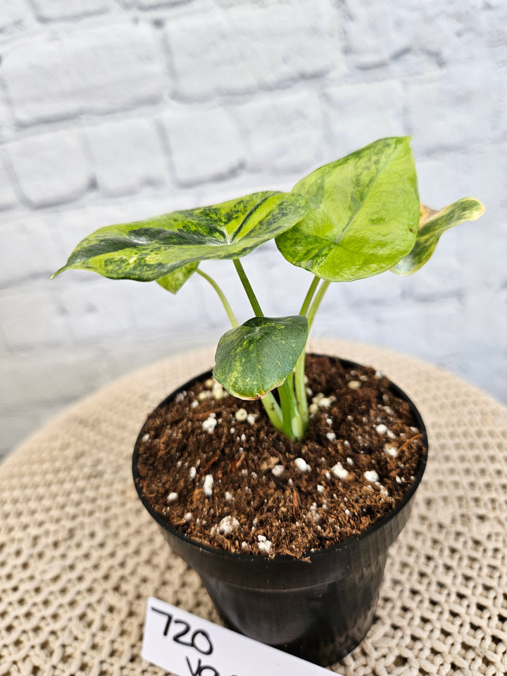 Alocasia Variegated Sinuata (3in)-720