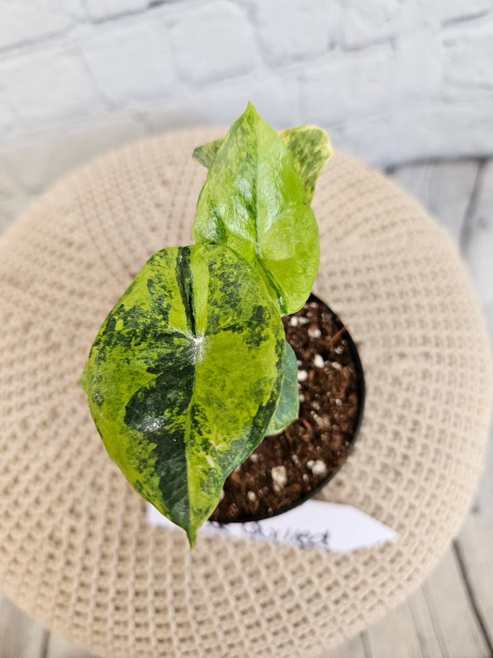 Alocasia Variegated Sinuata (3in)-720
