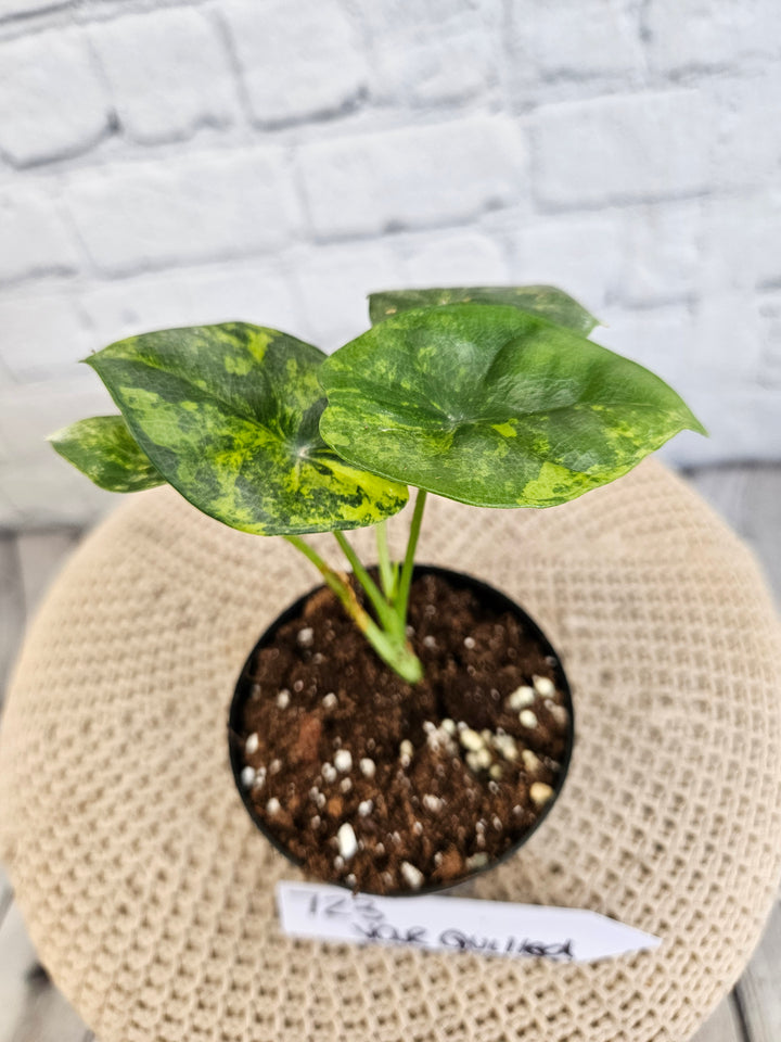 Alocasia Variegated Sinuata (3in)-723