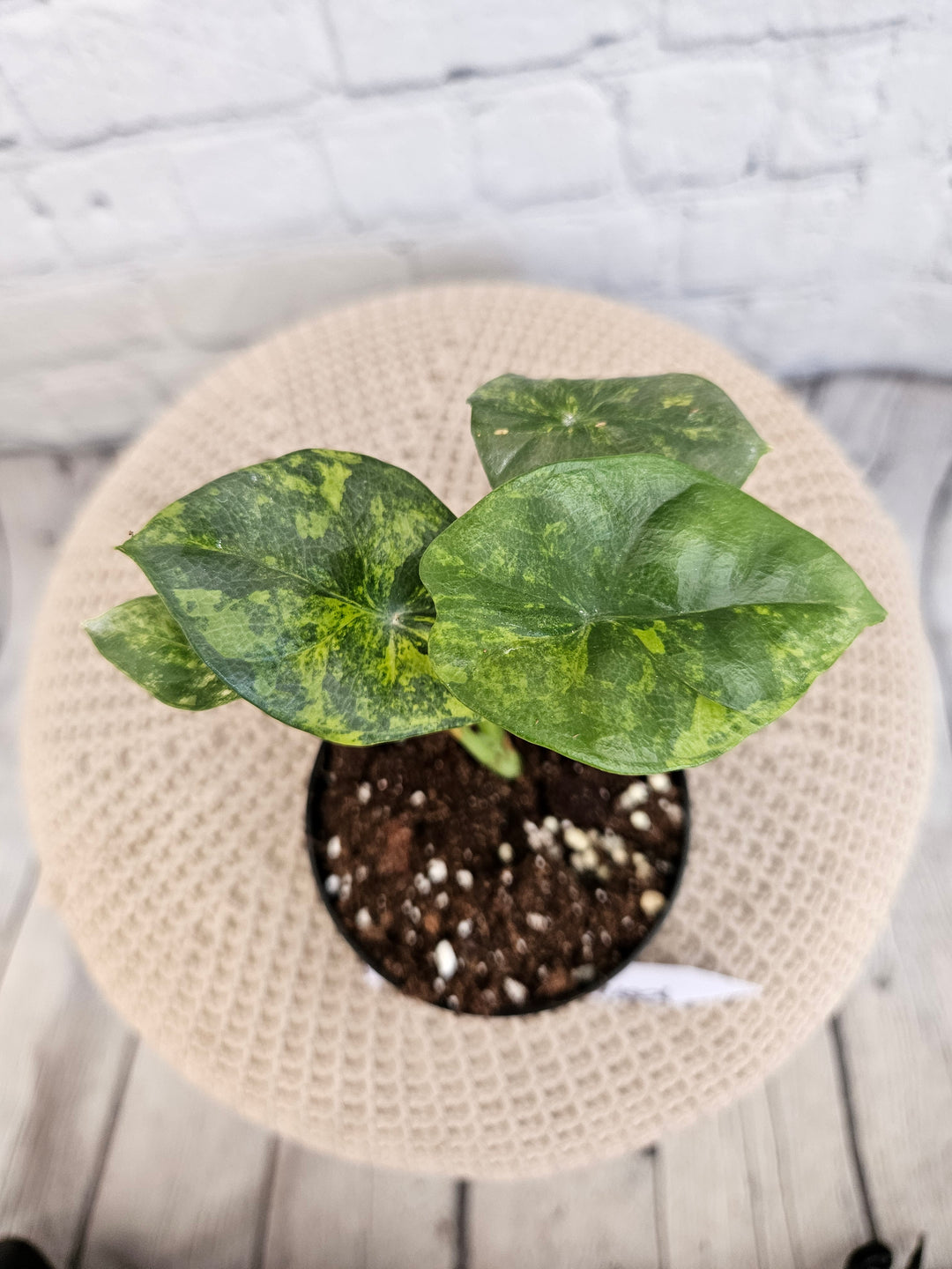 Alocasia Variegated Sinuata (3in)-723