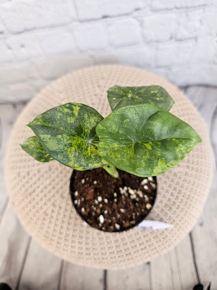 Alocasia Variegated Sinuata (3in)-723