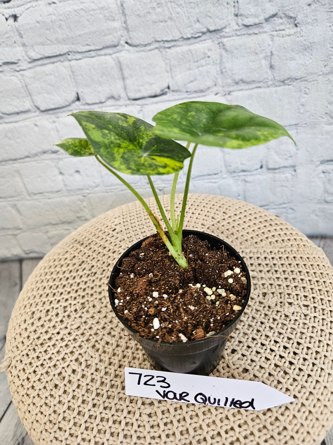 Alocasia Variegated Sinuata (3in)-723