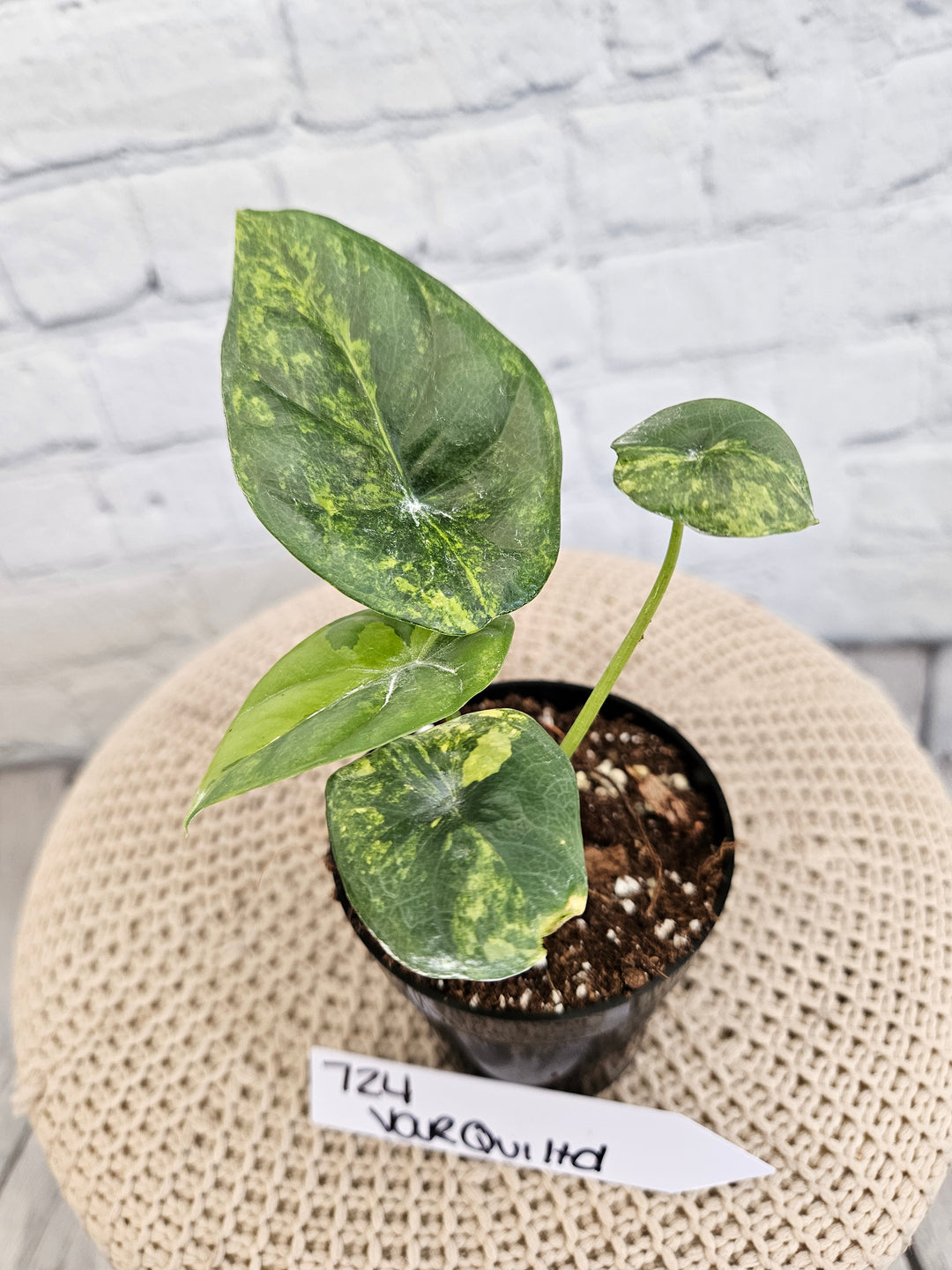 Alocasia Variegated Sinuata (3in)-724