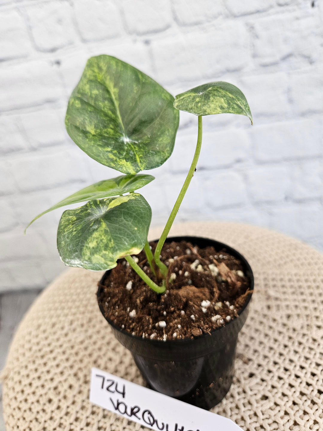 Alocasia Variegated Sinuata (3in)-724