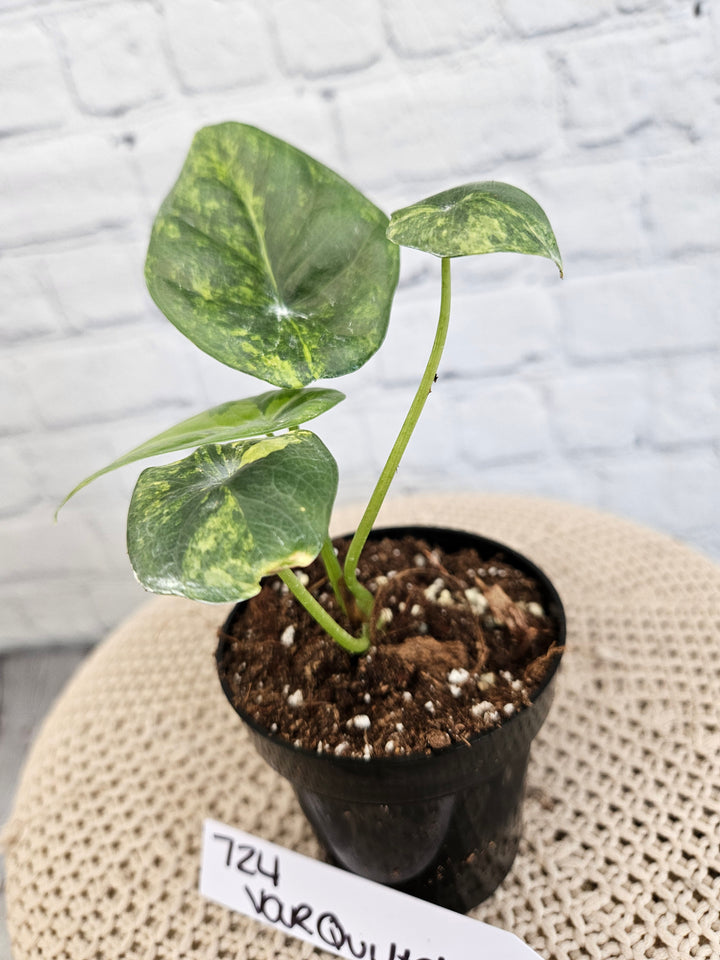 Alocasia Variegated Sinuata (3in)-724