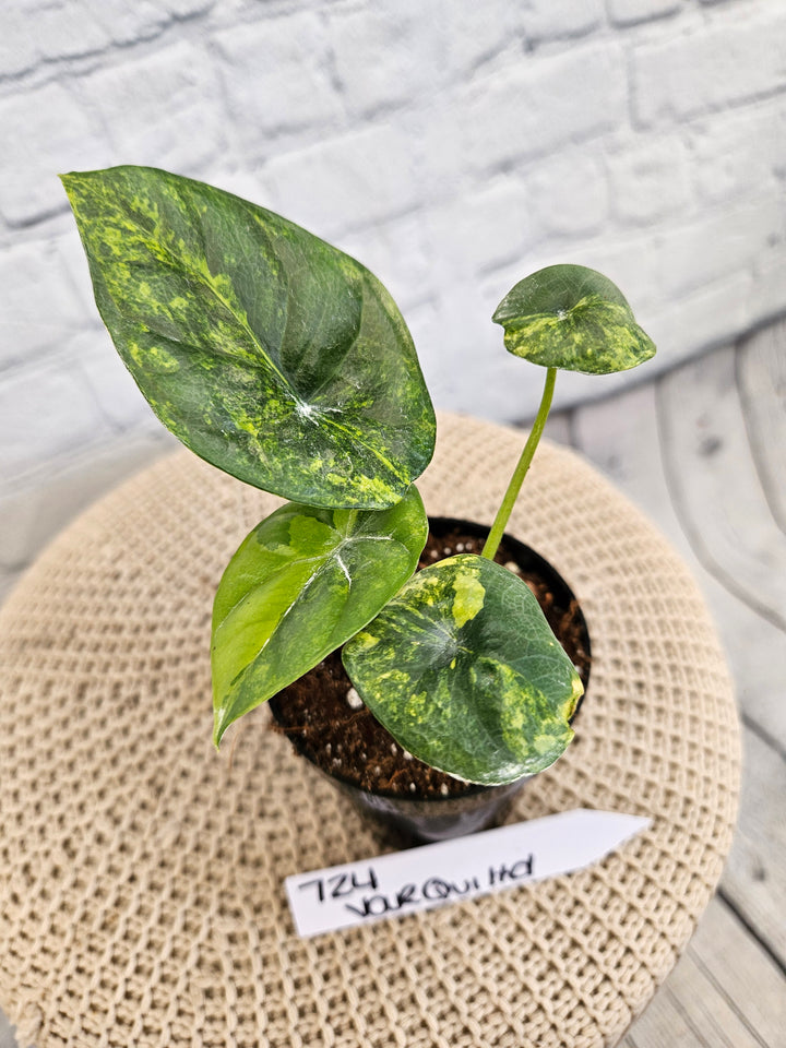 Alocasia Variegated Sinuata (3in)-724