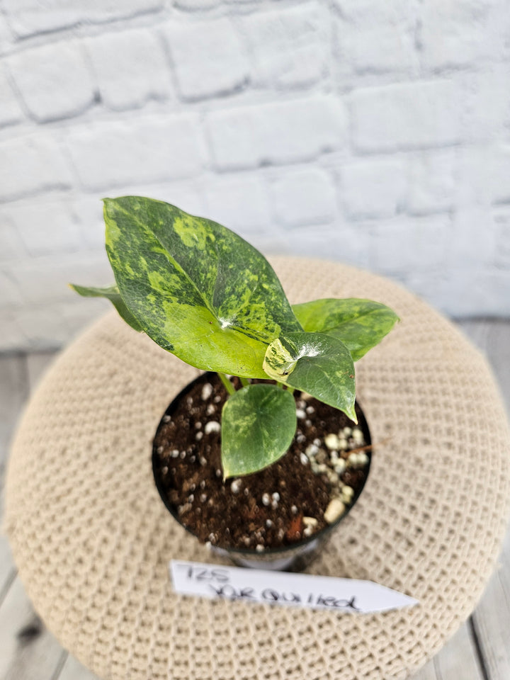 Alocasia Variegated Sinuata (3in)-725