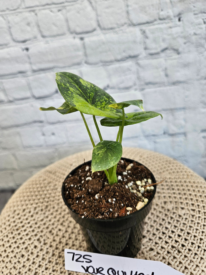 Alocasia Variegated Sinuata (3in)-725