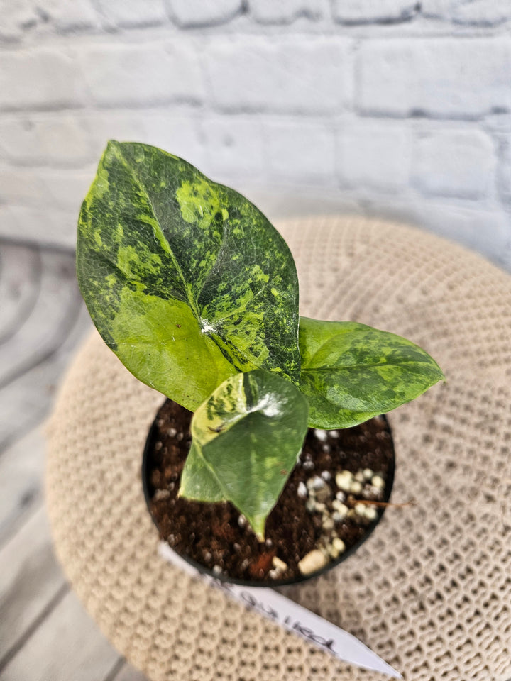 Alocasia Variegated Sinuata (3in)-725