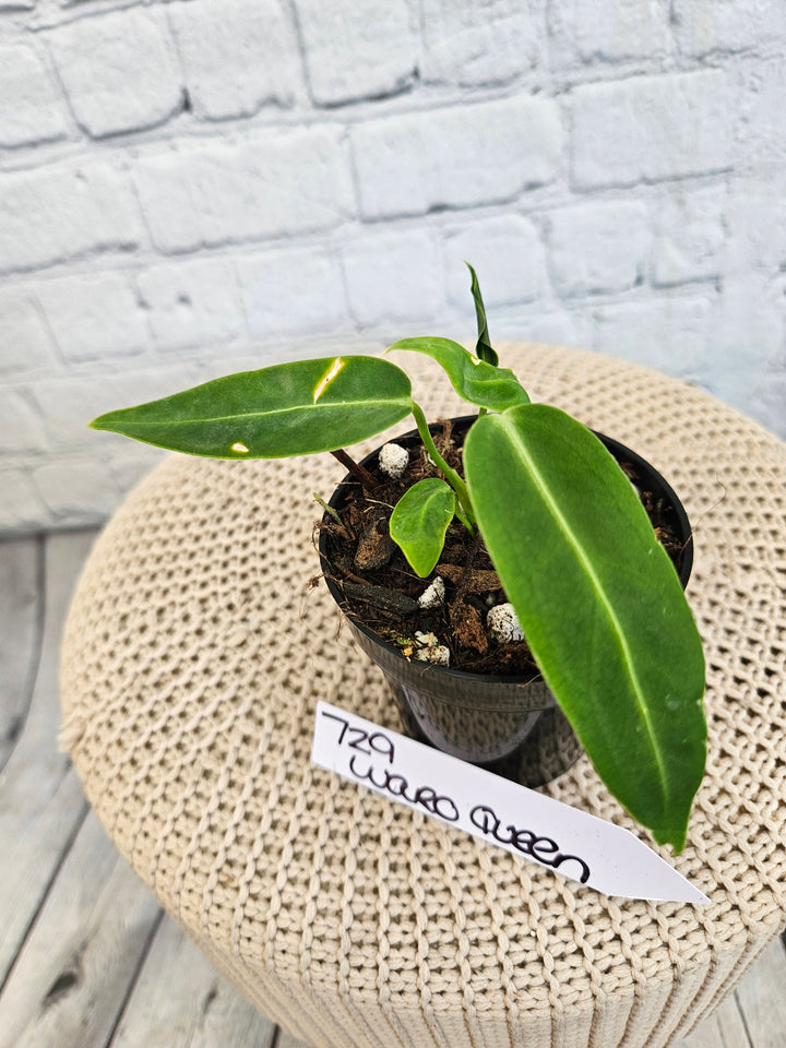 Anthurium Warocqueanum Queen Dark (3in)-729