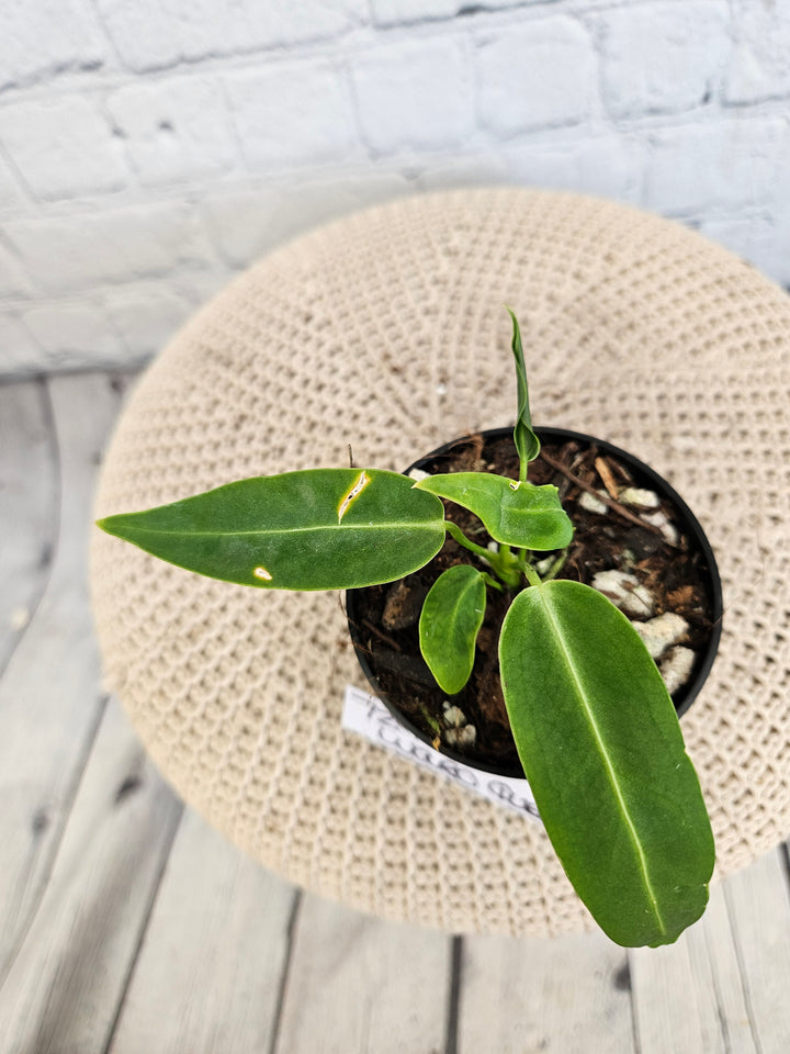 Anthurium Warocqueanum Queen Dark (3in)-729