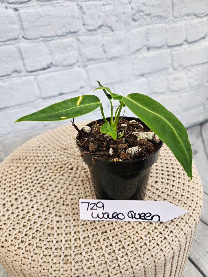 Anthurium Warocqueanum Queen Dark (3in)-729