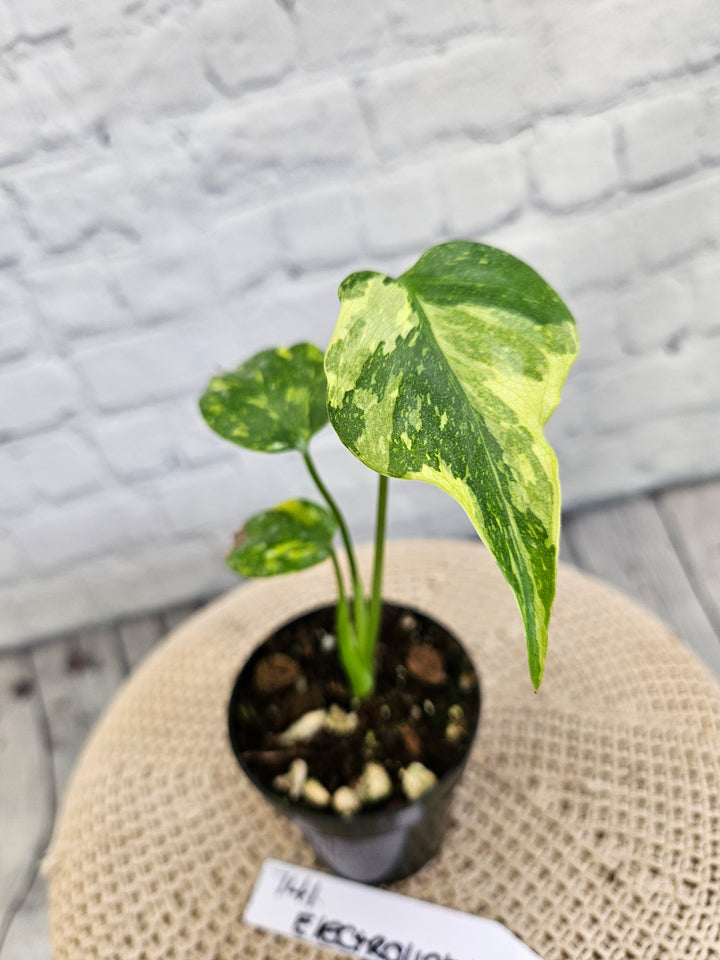 Monstera Electrolight (3in)-741