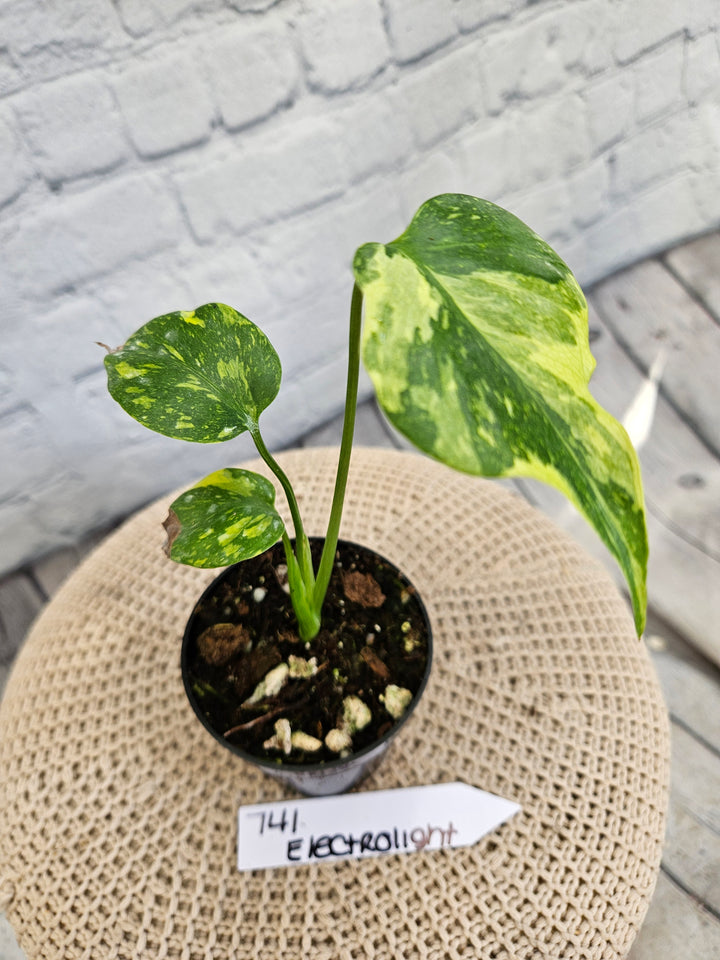 Monstera Electrolight (3in)-741