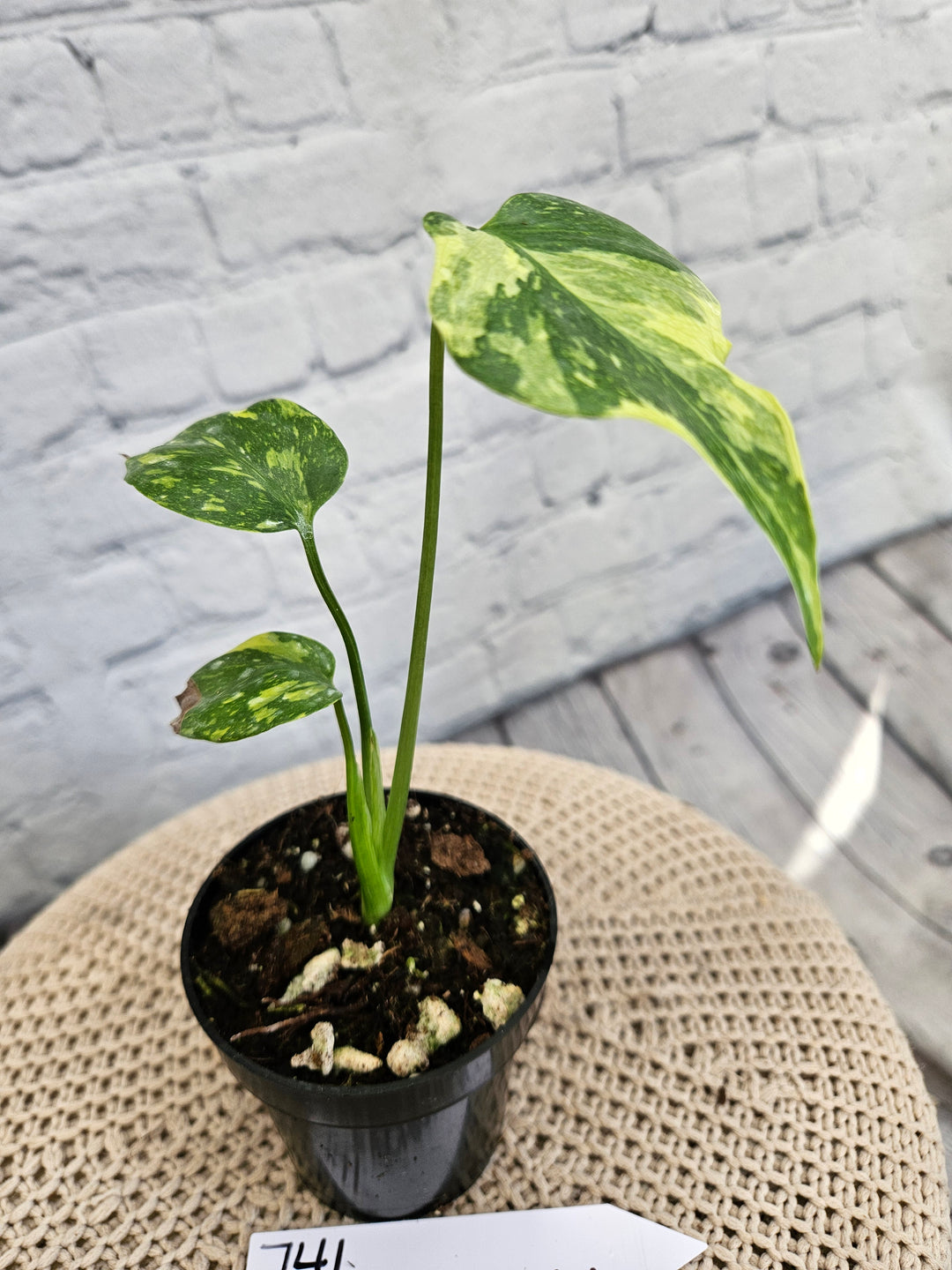 Monstera Electrolight (3in)-741