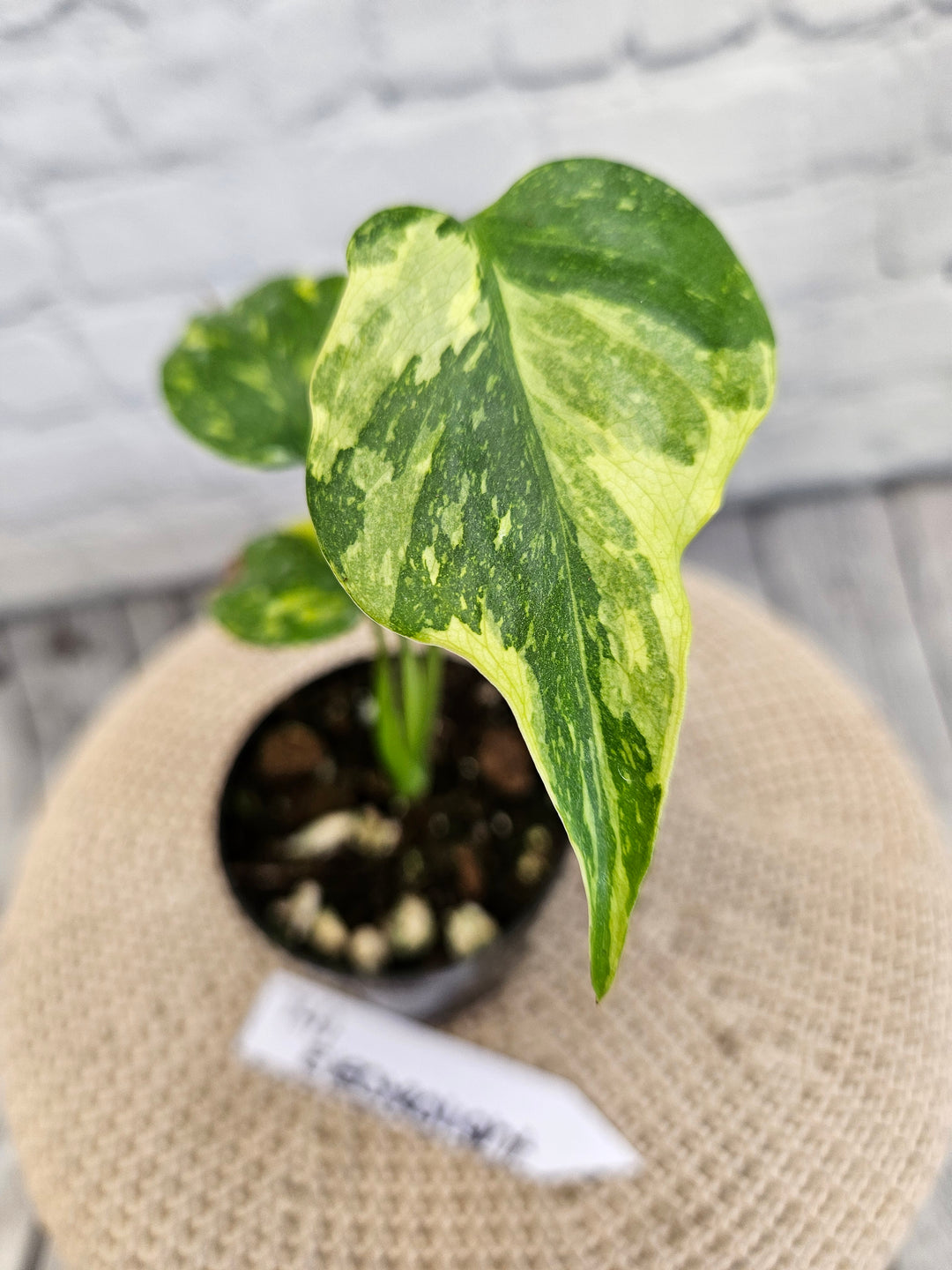 Monstera Electrolight (3in)-741