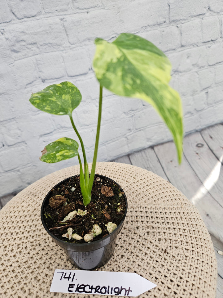 Monstera Electrolight (3in)-741