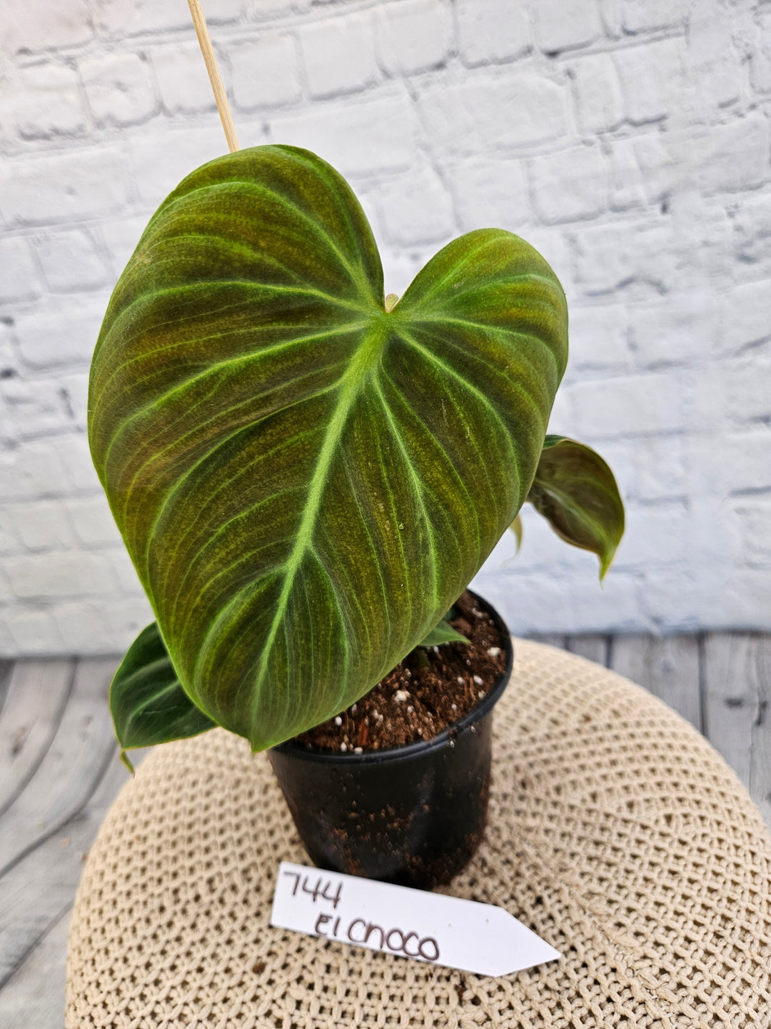 Philodendron El Choco Red (4in)-744