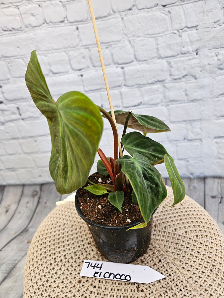 Philodendron El Choco Red (4in)-744