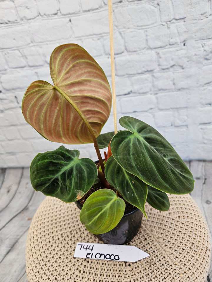 Philodendron El Choco Red (4in)-744