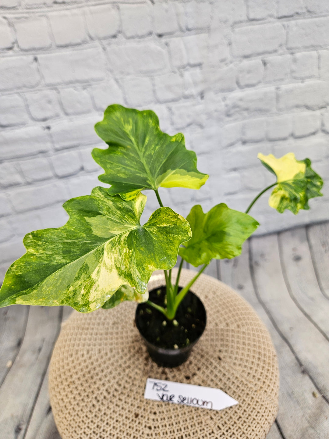 Philodendron Variegated Selloum (4in)-752