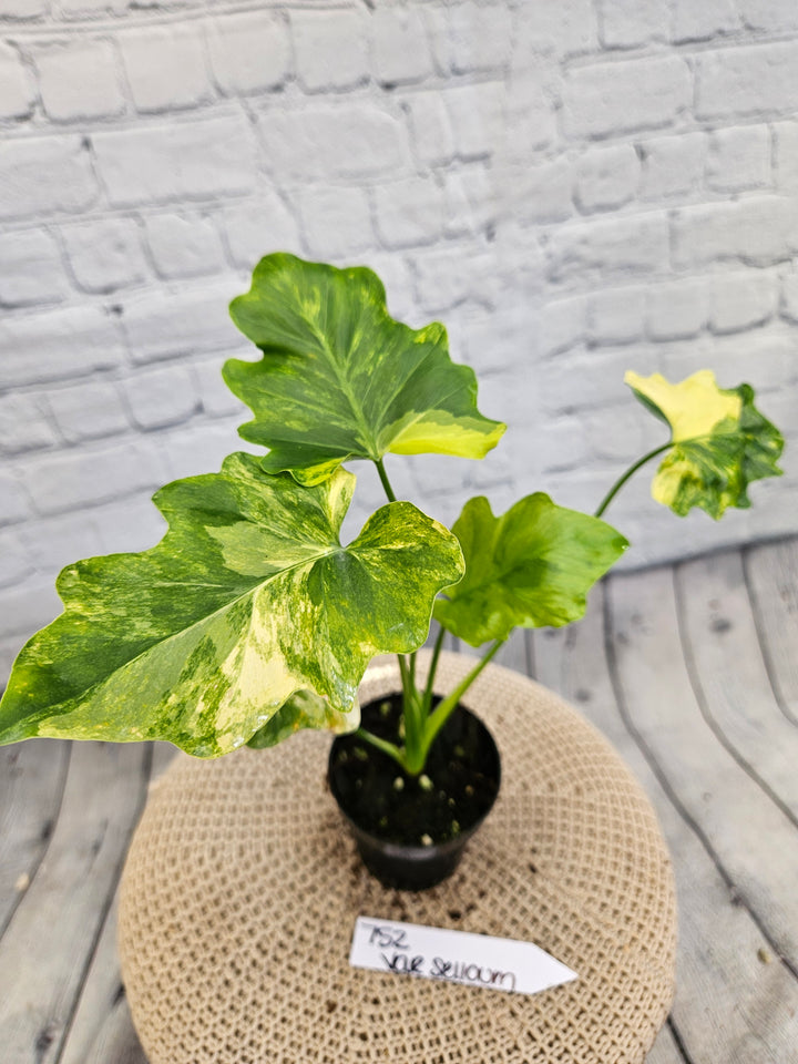 Philodendron Variegated Selloum (4in)-752
